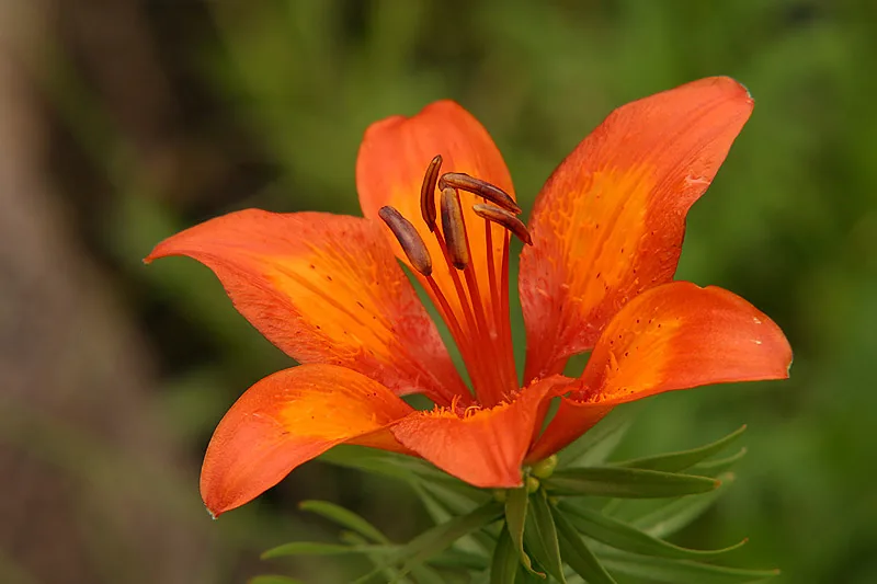Macro photograph of an orange flower