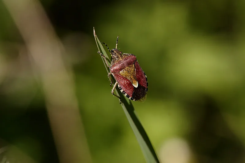 Macro photograph of a shield bug