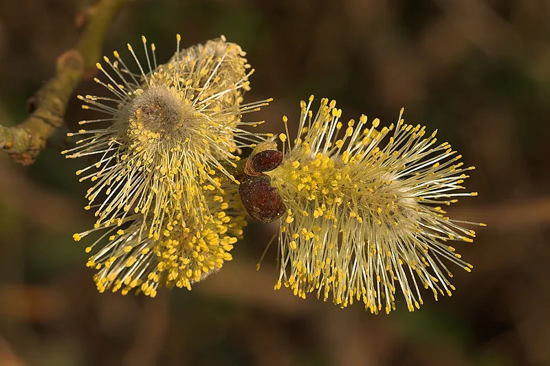 Macro photograph of a goat willow flower