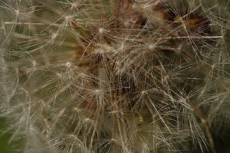 Macro photograph of dandelion seeds