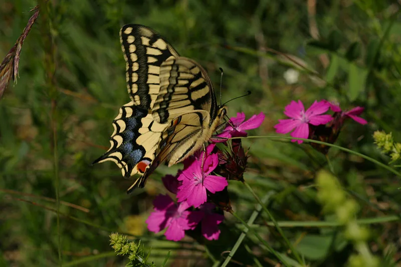 Macro photograph of a scarce swallowtail butterfly