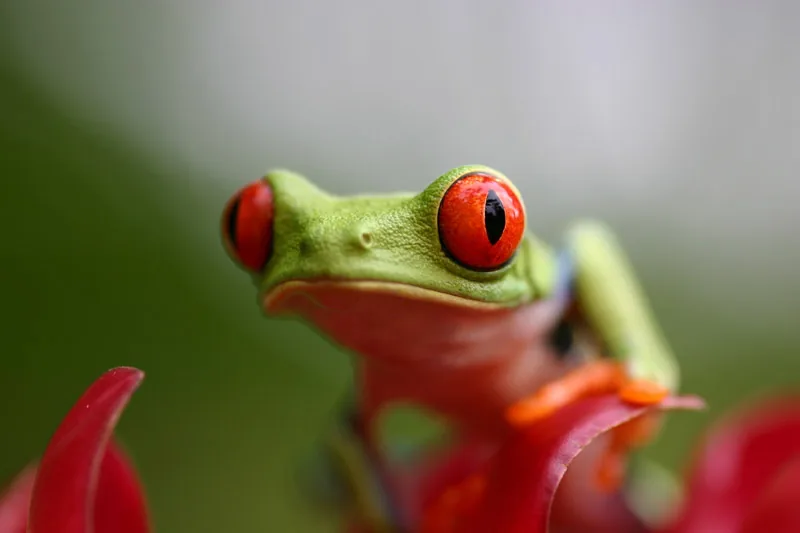 Close-up of a red-eyed tree frog on a flower