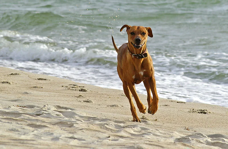 Dog runs on the beach along the surf