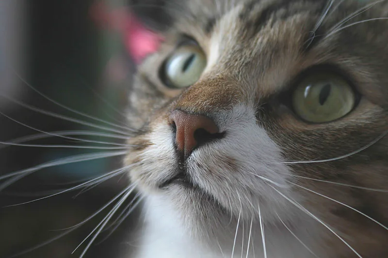 Close-up of a cat's eyes and muzzle