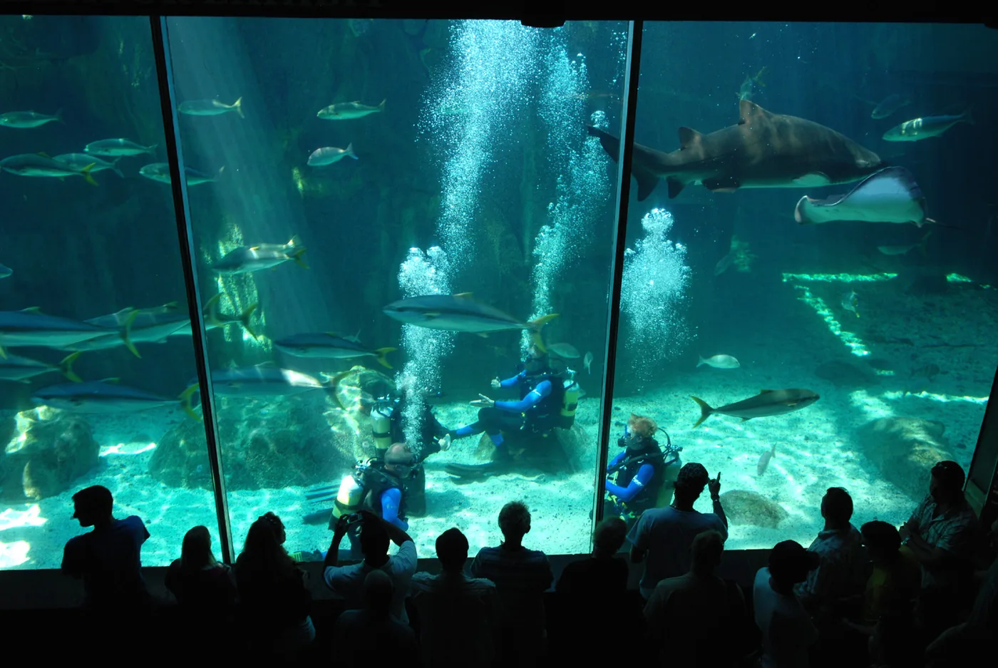 Het zeeaquarium van Kaapstad