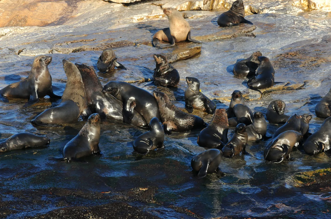 foto van zeehonden in water en bij rotsen