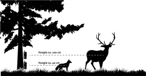 Illustration of the correct mounting height of a wildlife camera for small and large animals