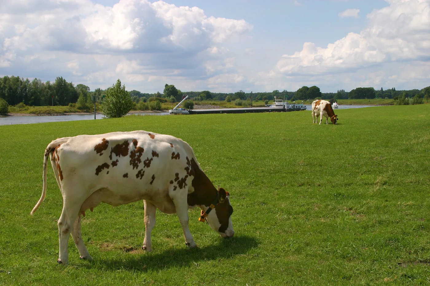Red-and-white cattle in a meadow beside the IJssel with an inland cargo vessel in the background