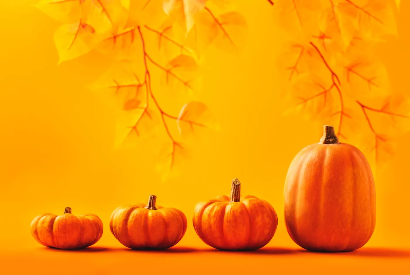 Orange pumpkins against an orange background