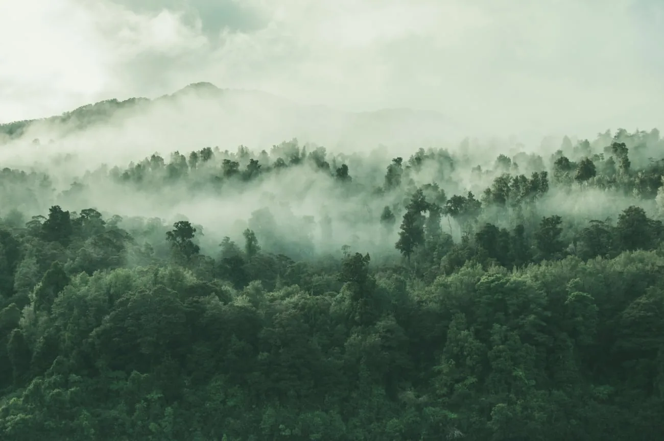 Aerial view of a misty green forest in New Zealand