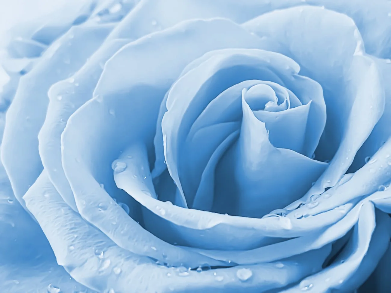 Blue rose in bloom against a blue floral background