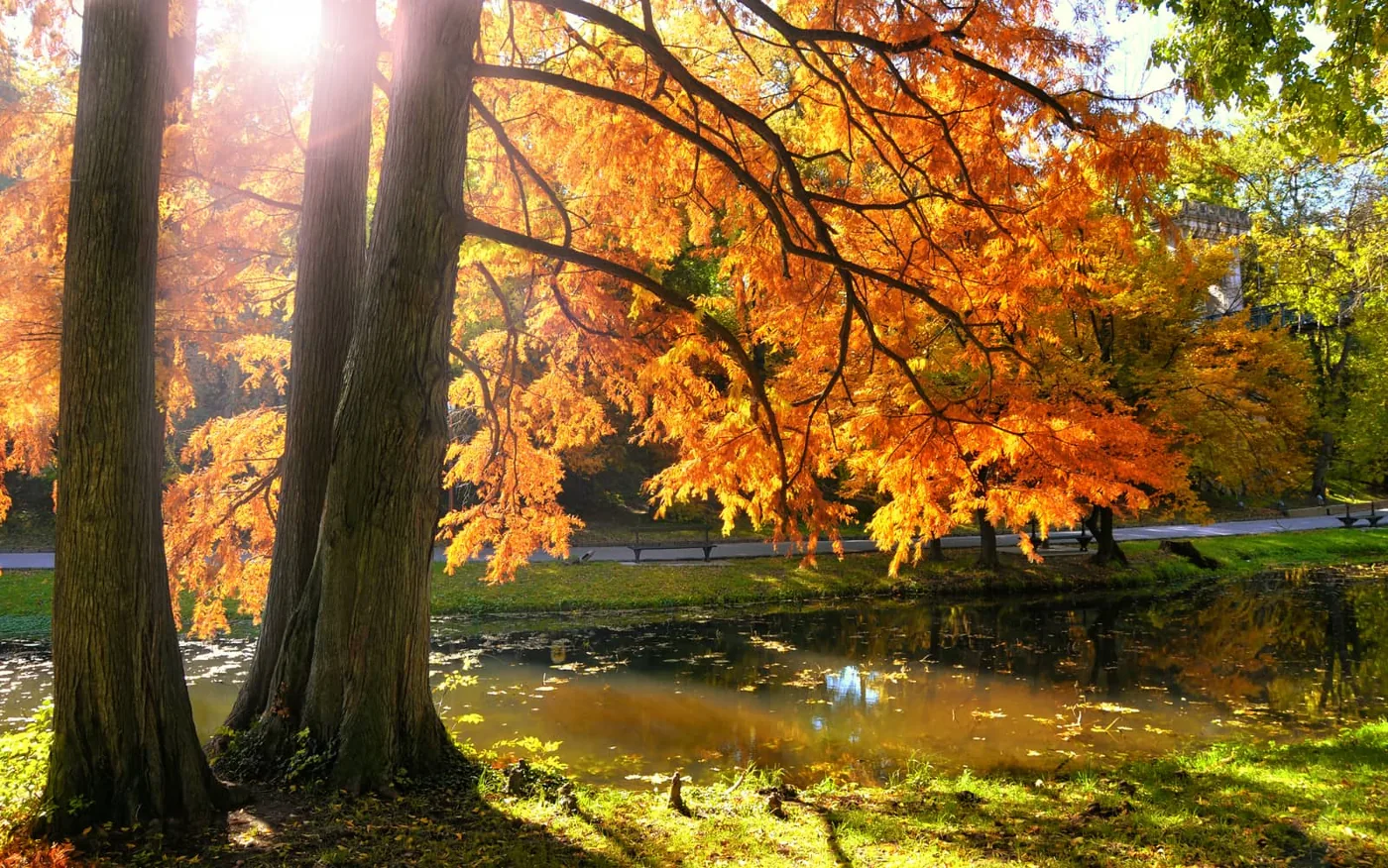Trees with autumn foliage beside water in a park