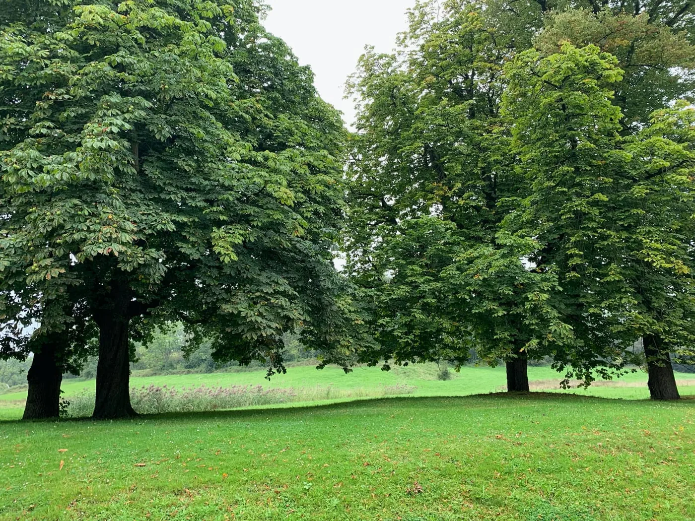 Four tall green trees