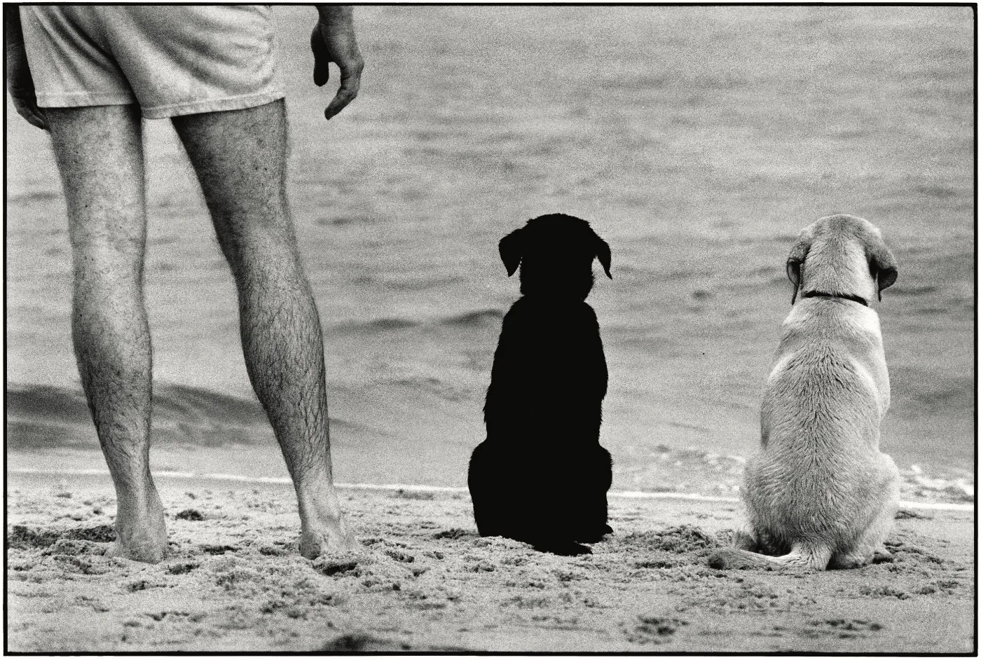 820 Dogs and 5 Cats by Elliott Erwitt | Fotografie.nl