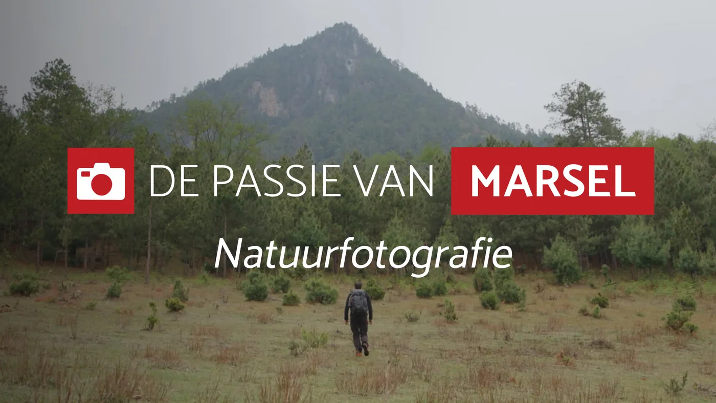 The Story of Award-Winning Nature Photographer Marsel van Oosten