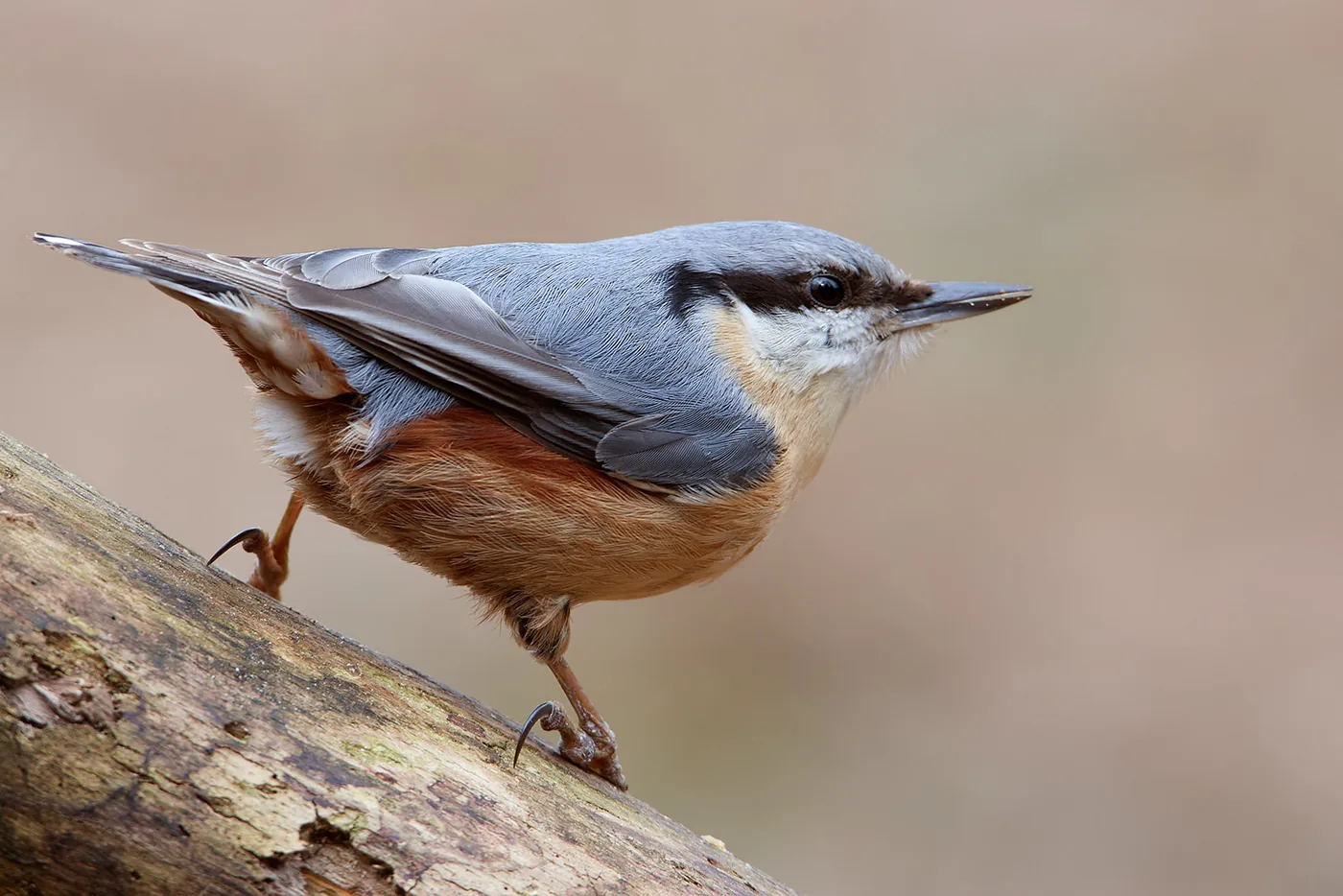 Photographing Birds in Your Garden | Fotografie.nl