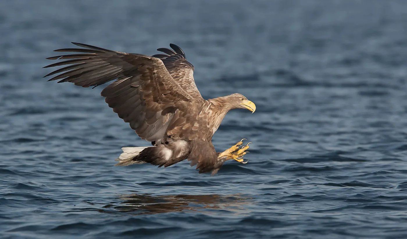 Bird Photography Tips: Composition, Behavior, and Technique | Fotografie.nl