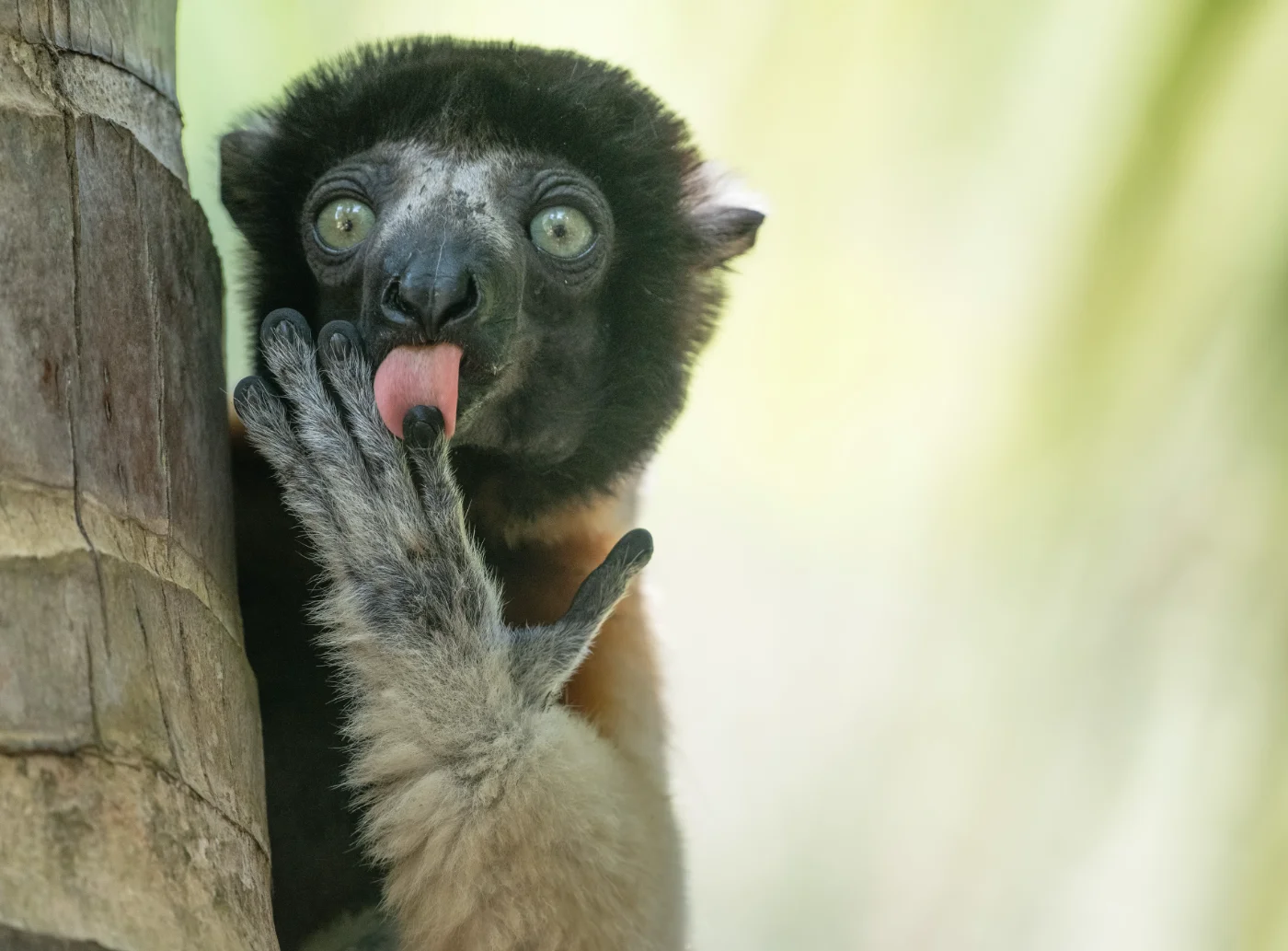 Nikon Comedy Wildlife Awards 2025 shortlist
