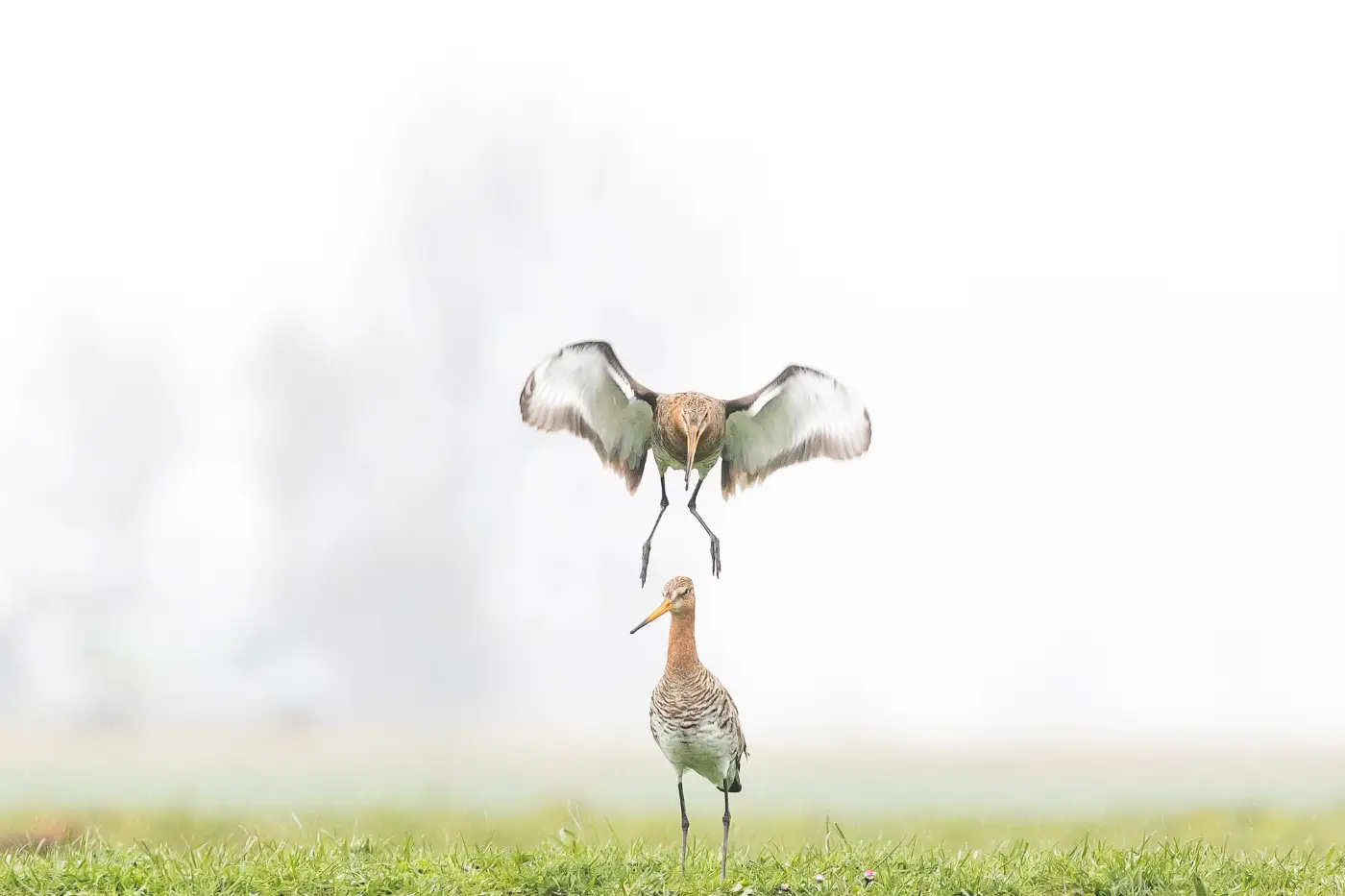 The complete handbook of nature photography