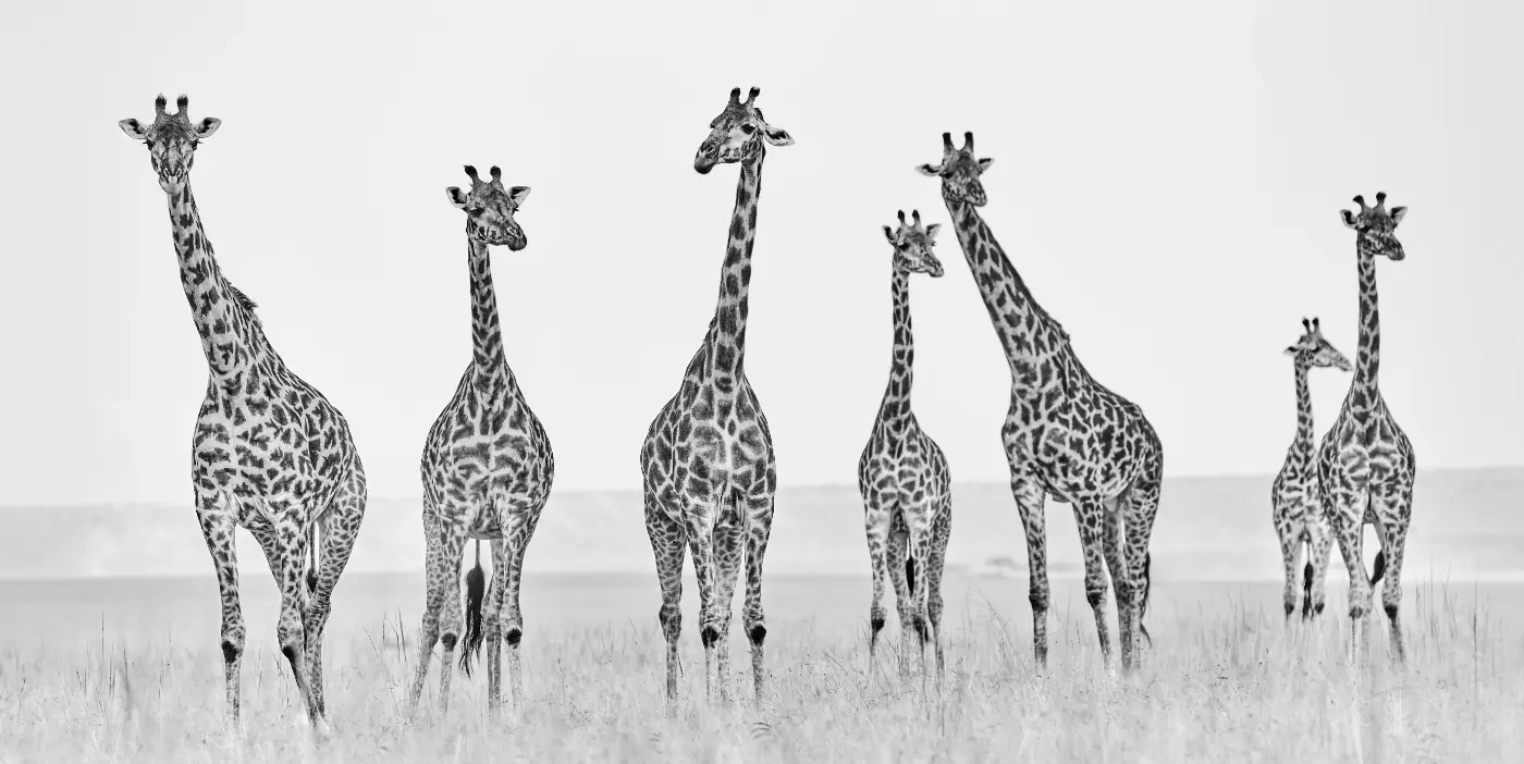 True Wildlife - Tom D. Jones | Fotografie.nl