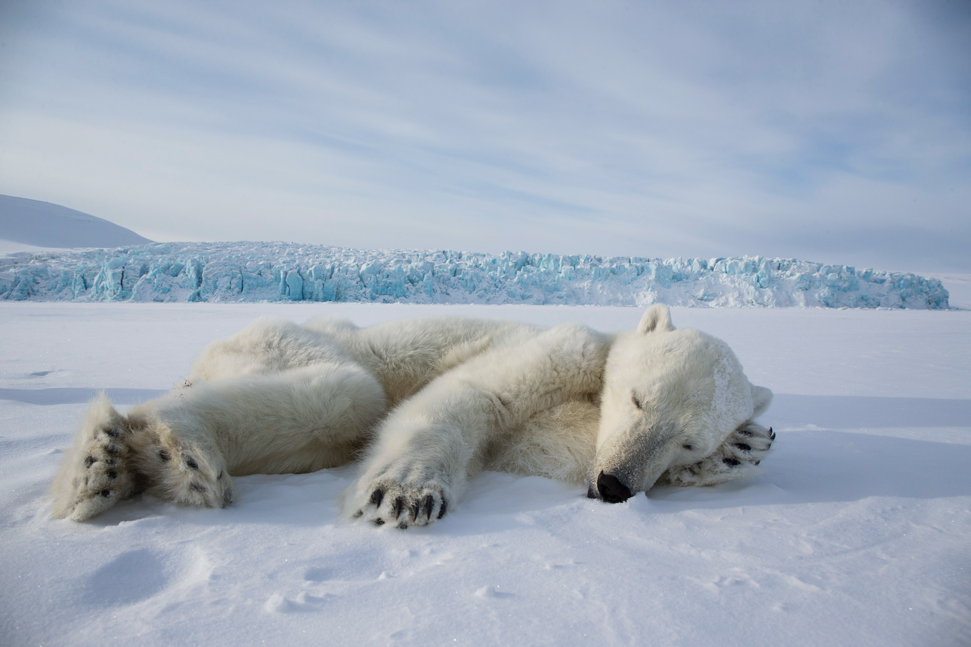 10 tips voor wildlife fotografie tijdens een poolexpeditie | Fotografie.nl