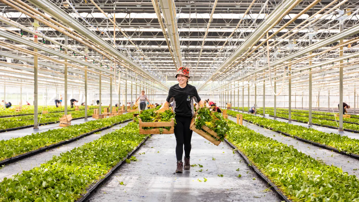 Medewerker draagt twee kisten met verse planten door een grote kas