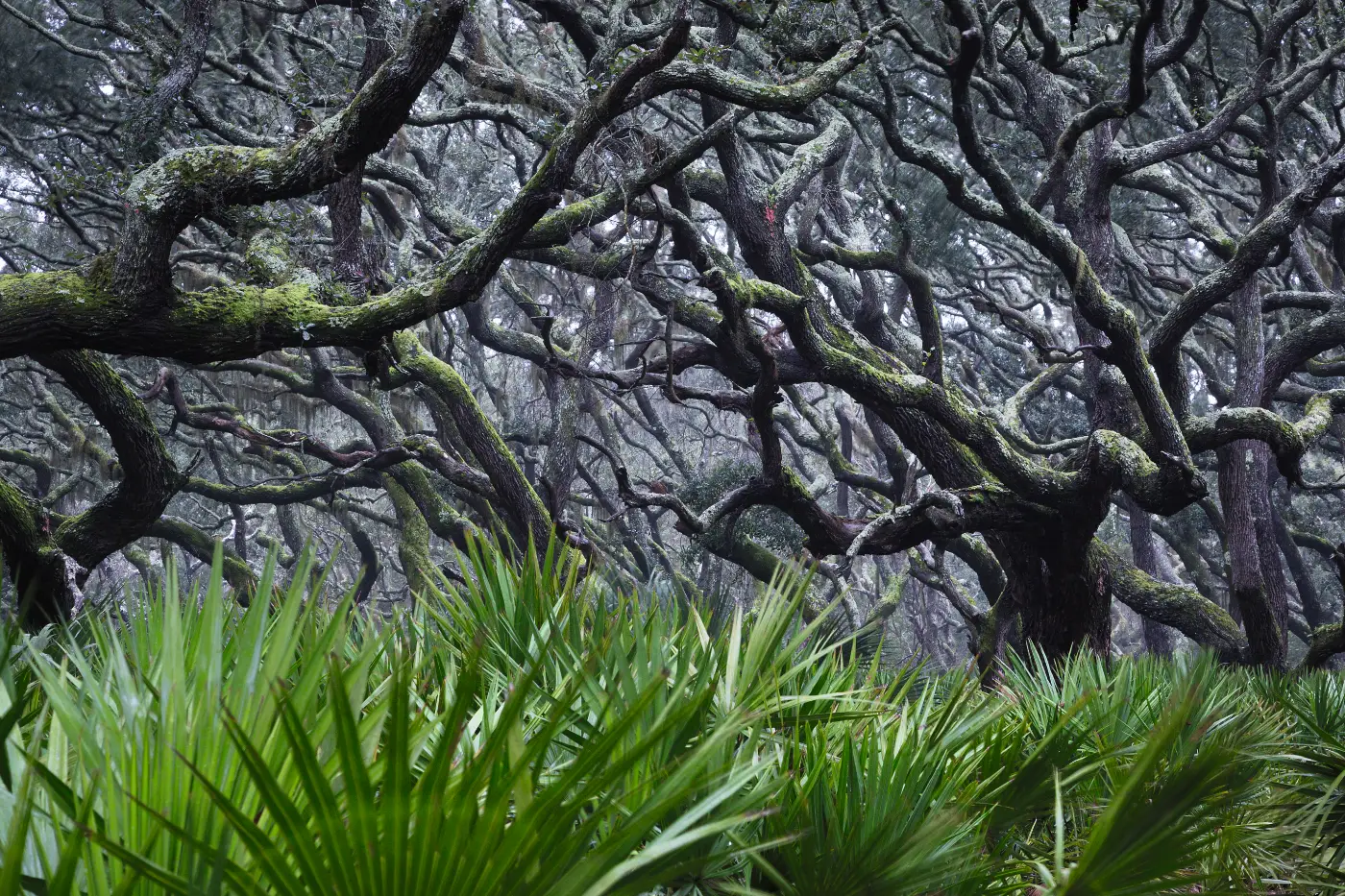 American Amazon: de wilde natuur van Mac Stone