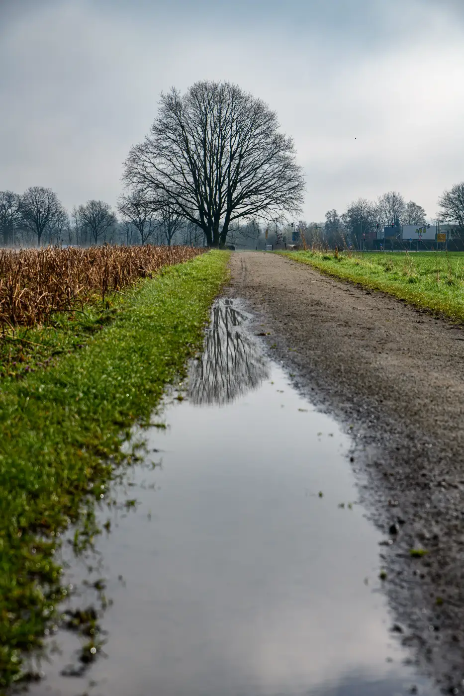 A road through a landscape with a puddle and bare trees