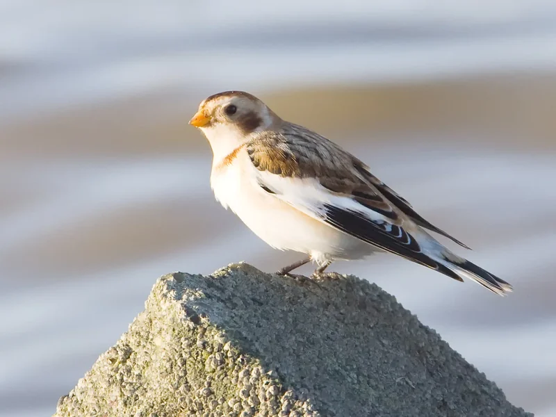 Vogelfotografie Deel 3