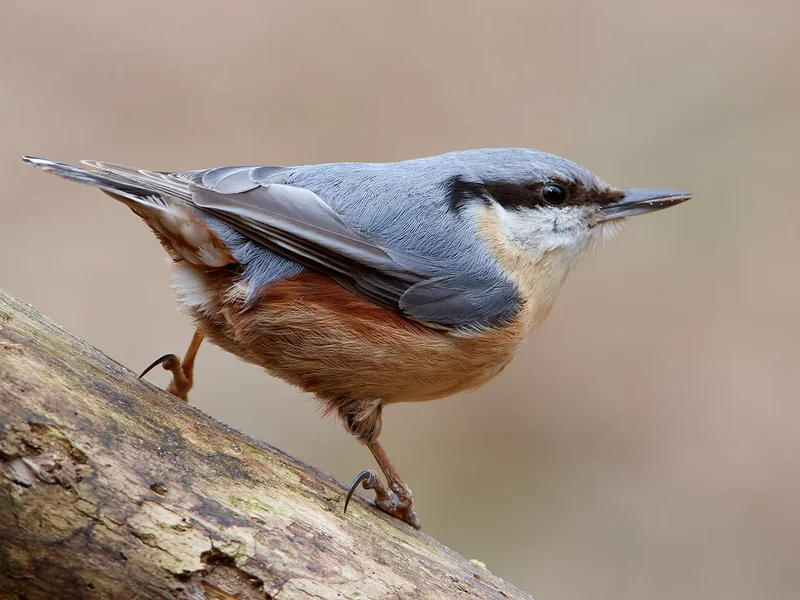 Vogels fotograferen in de tuin