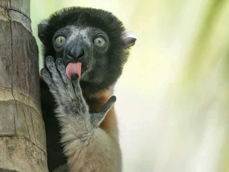 Nikon Comedy Wildlife 2025 shortlist
