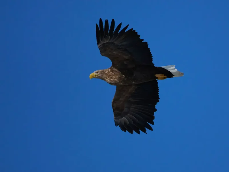 The convenience of Built-in Image Stabilization (IBIS)