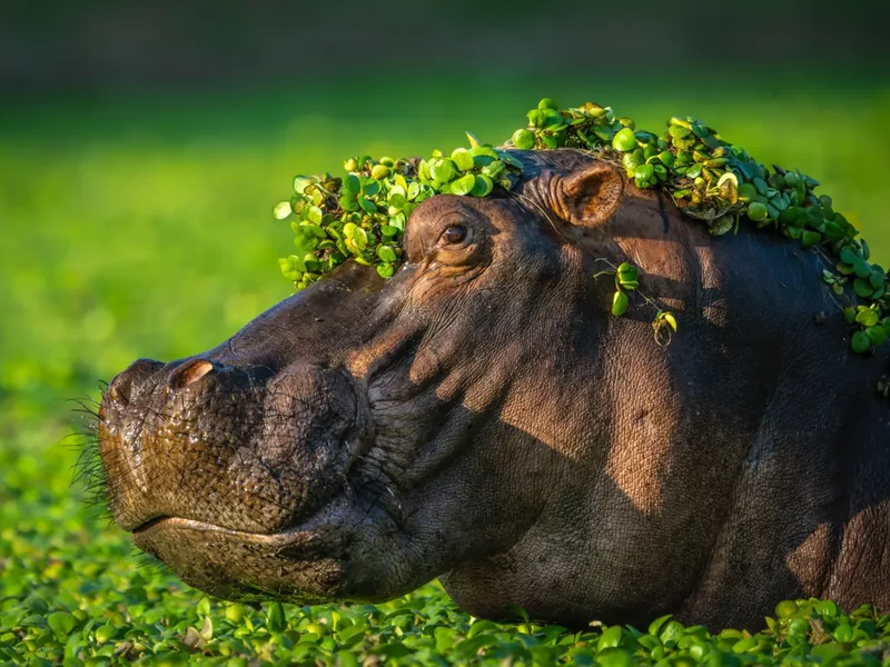 Nikon Comedy Wildlife 2024 finalisten
