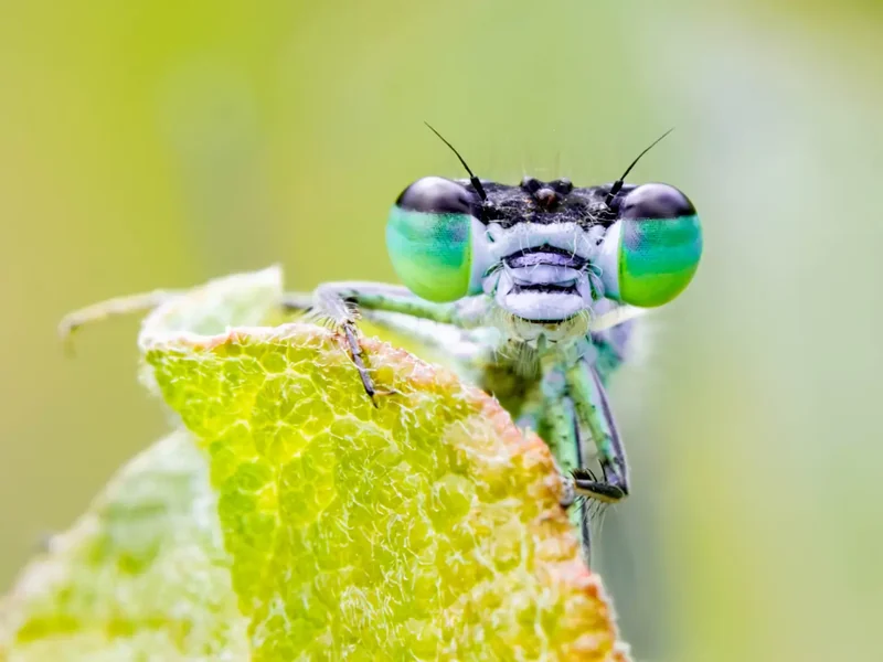 The hidden world of macro photography with Fujifilm