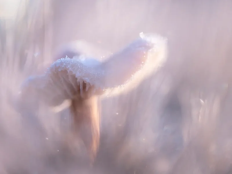 Nederlandse fotografen winnen bij CUPOTY 2023