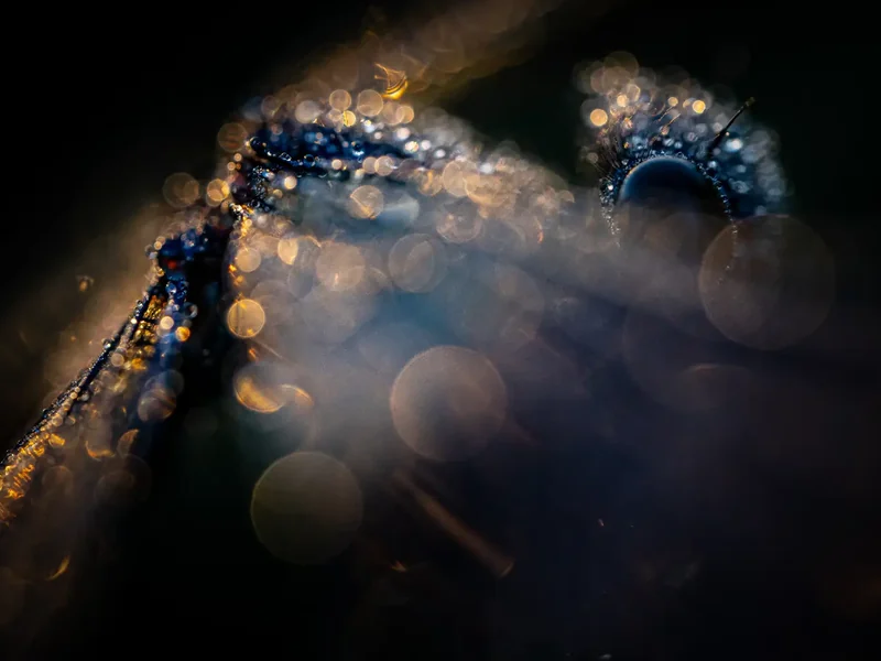 Nederlandse fotografen winnen bij CUPOTY 2022