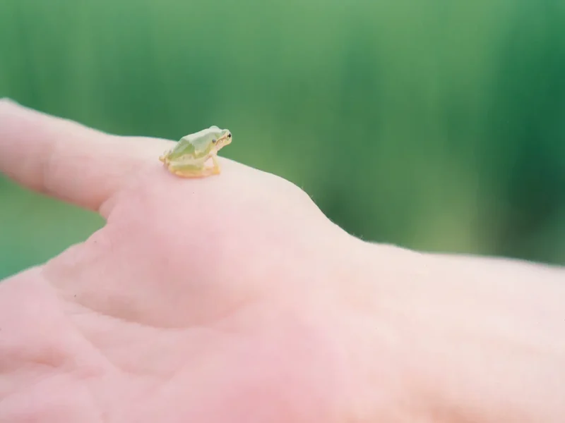 Rinko Kawauchi ontvangt Outstanding Contribution SWPA