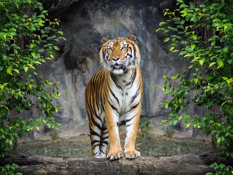 12 tips voor dierentuinfotografie
