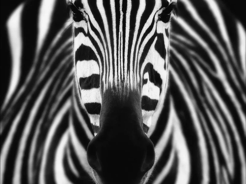 'Afrique Sauvage' - fotograaf Robby Bolleyn