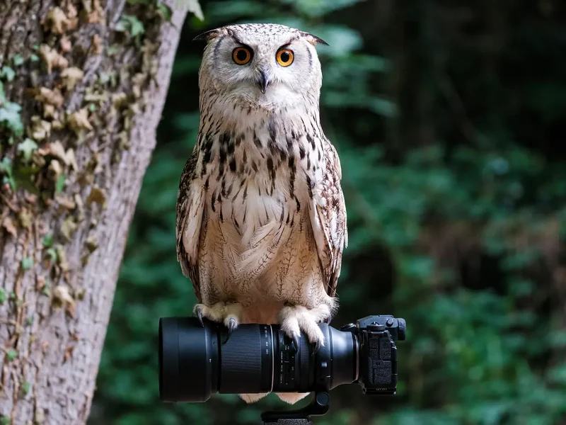 Tamron 150-500mm for Fujifilm X