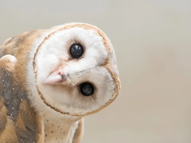 3 basisregels voor de beste compositie in de fotografie