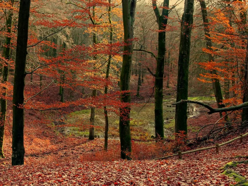 Winnaar Fotowedstrijd Herfst 2020