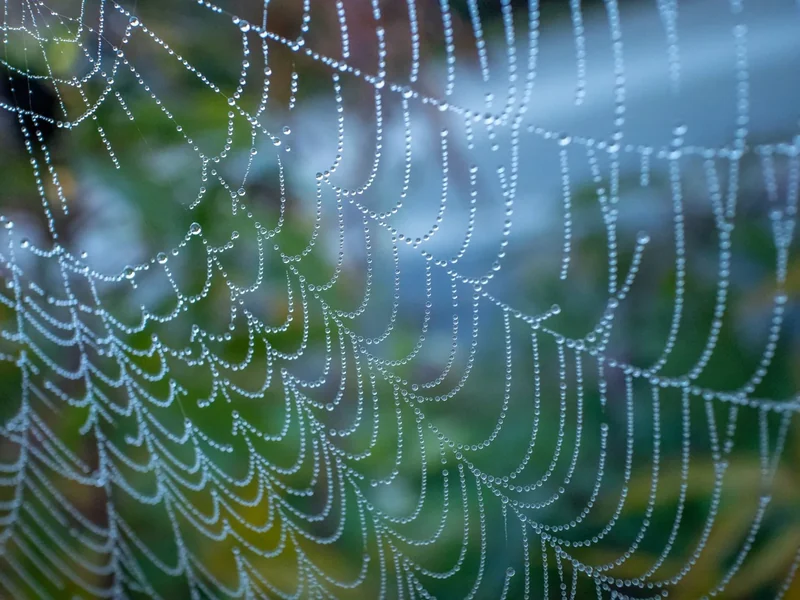 Tips voor het fotograferen van spinnenwebben