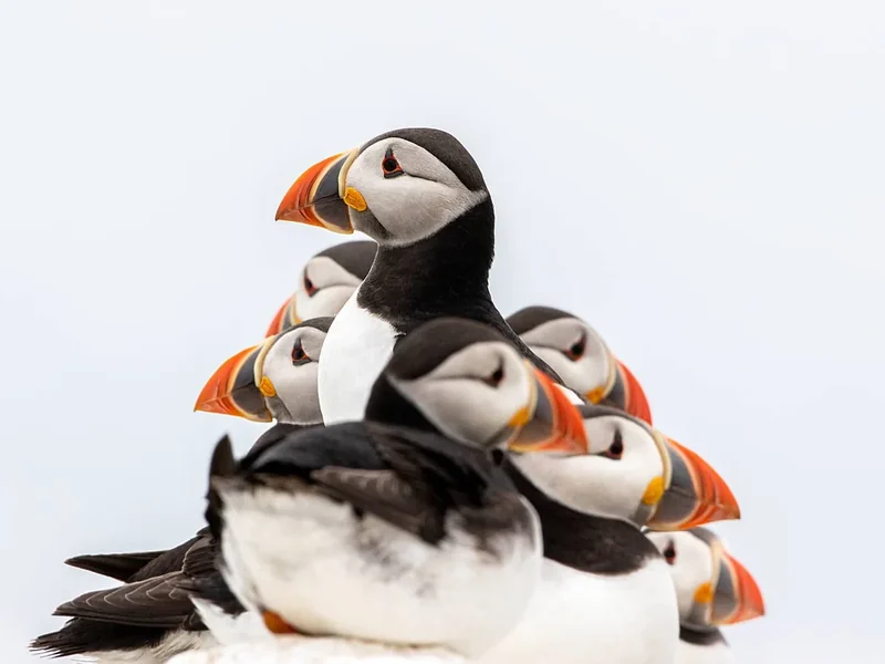 IPA Award Wildlife voor fotograaf Hans Stel