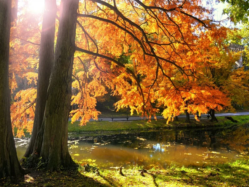 Herfstkleuren in nabewerking verbeteren