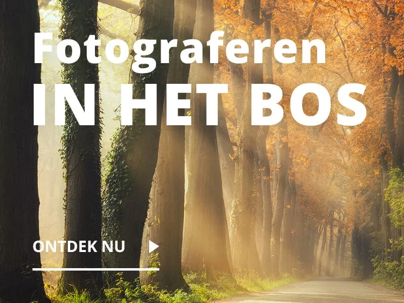 Alles over fotograferen in het bos