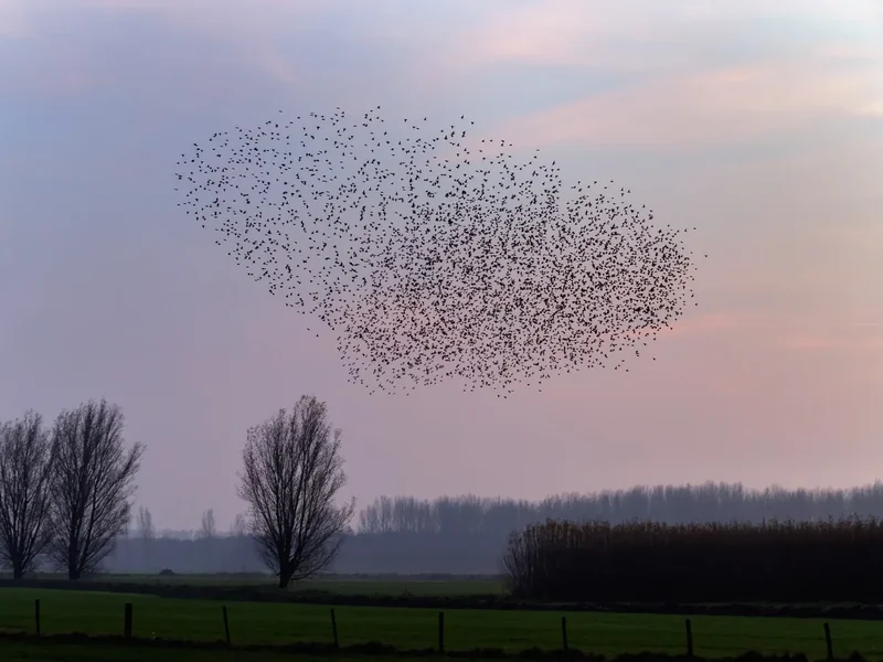 Hoe fotografeer je zwermen vogels
