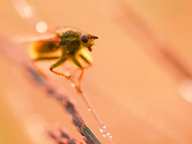 Macro Photography: Making the Small World Large