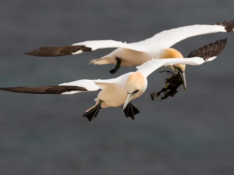 Helgoland als foto bestemming