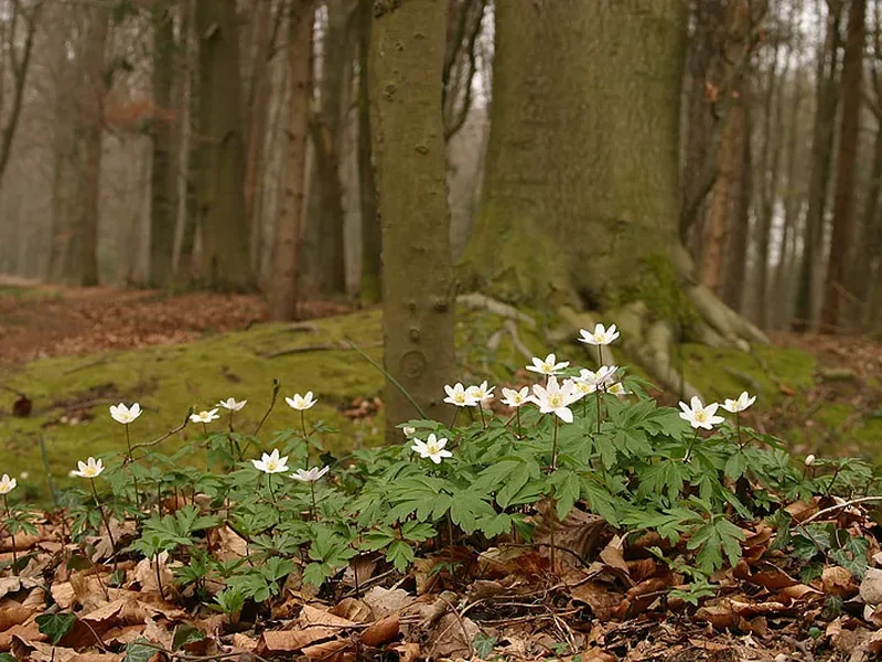 Over bomen en bossen (II)
